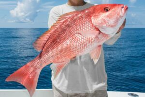 The Basics of Bottom Fishing for Snapper and Grouper