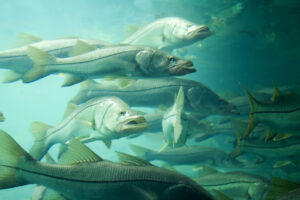 Best Lures for Snook Fishing
