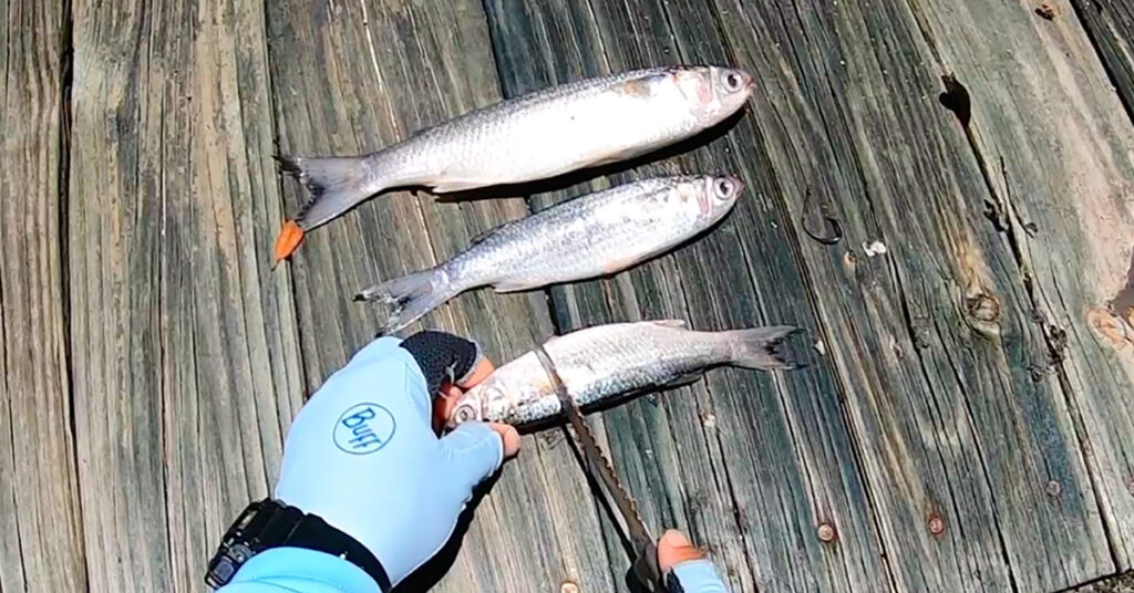 Best Time to Use Cut Bait (and How to Prepare It)
