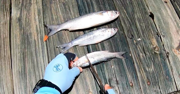 Best Time to Use Cut Bait (and How to Prepare It)