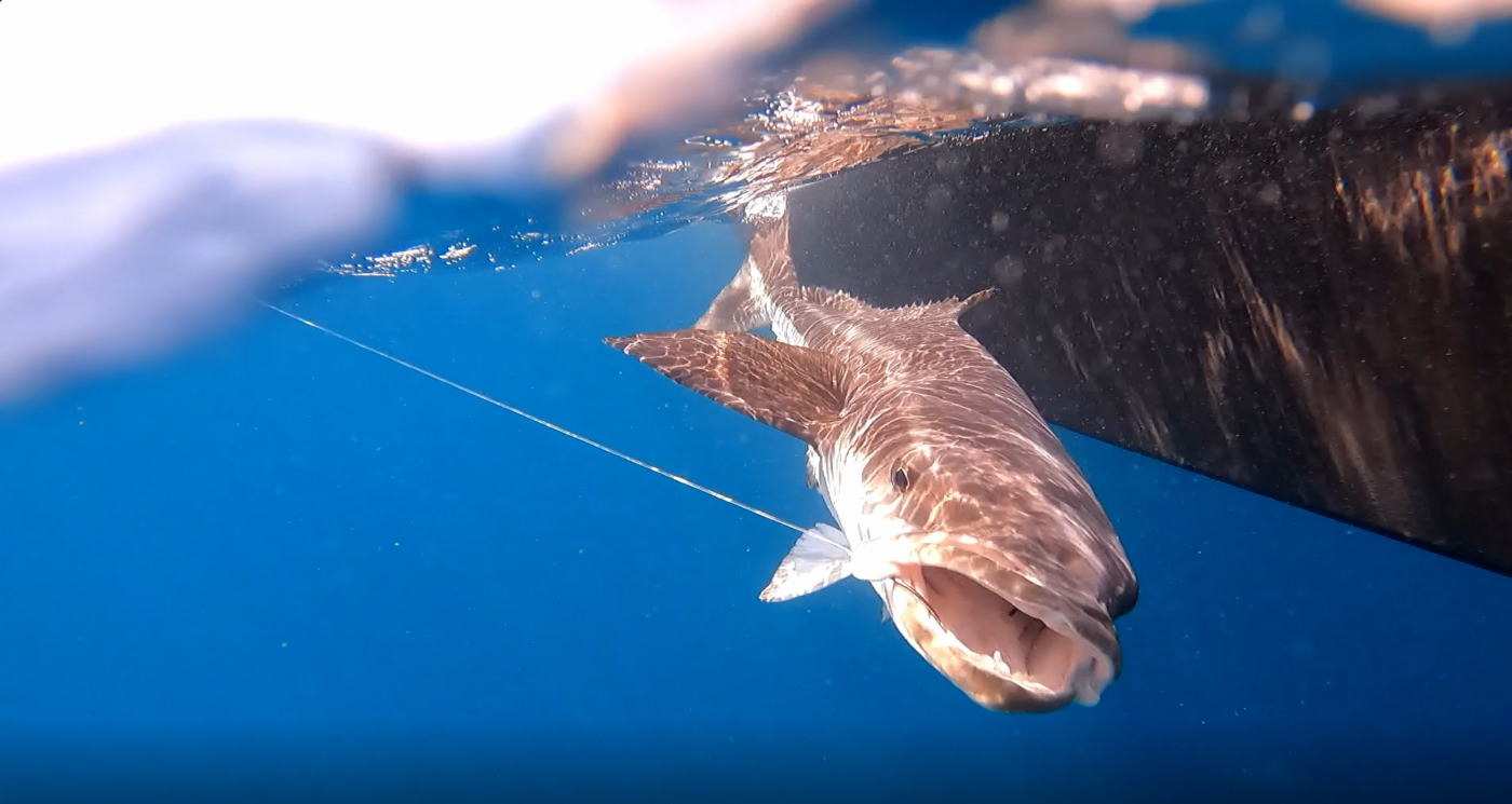 Catching Cobia: What You Need to Know