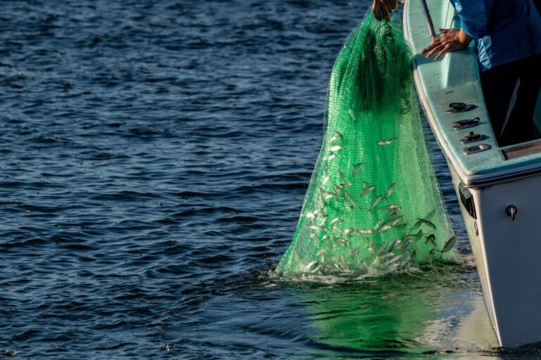 How to Cast a Cast Net for Catching Live Bait