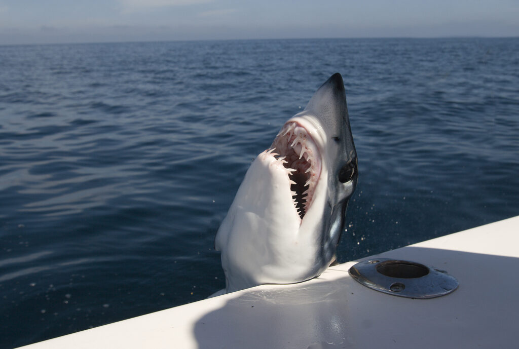 Dodging the Tax Man: How to Keep Sharks Away While Fishing