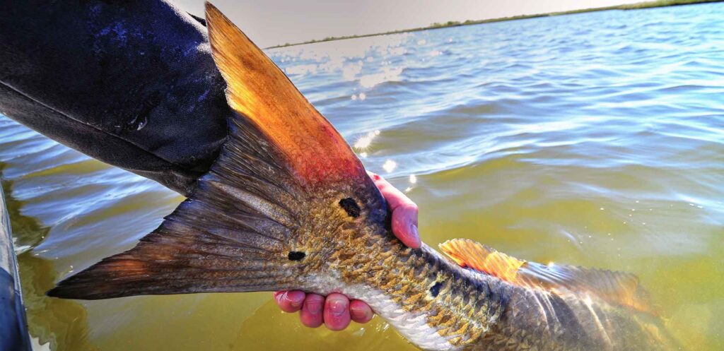 How to Catch Redfish in Shallow Water