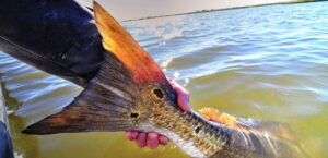 How to Catch Redfish in Shallow Water