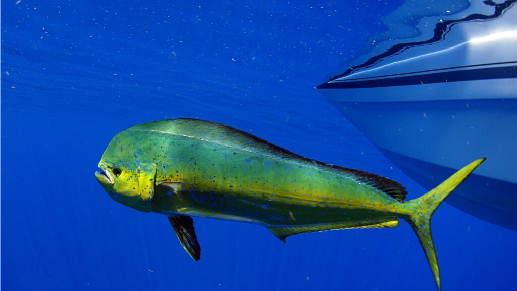 Top Tips for Catching Mahi-Mahi (Dolphin Fish)